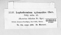 Lophodermium foliicola image
